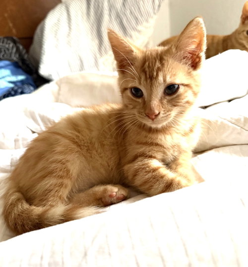 Photo 2 of KITTEN SONNY