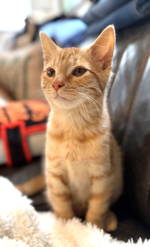 KITTEN SONNY, a cat for adoption from Critter Companion Rescue