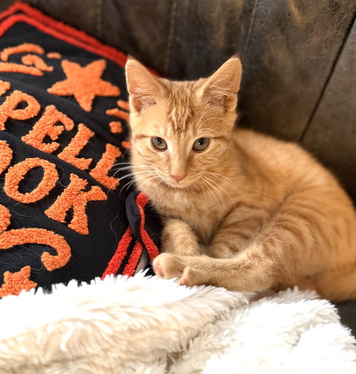 Photo 4 of KITTEN SONNY