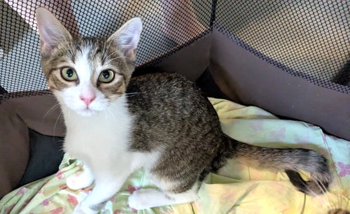KITTEN SPARROW, a cat for adoption from Critter Companion Rescue