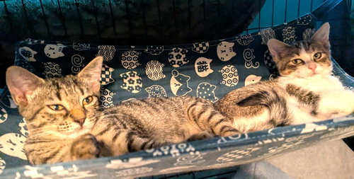 Photo 2 of KITTEN SPARROW