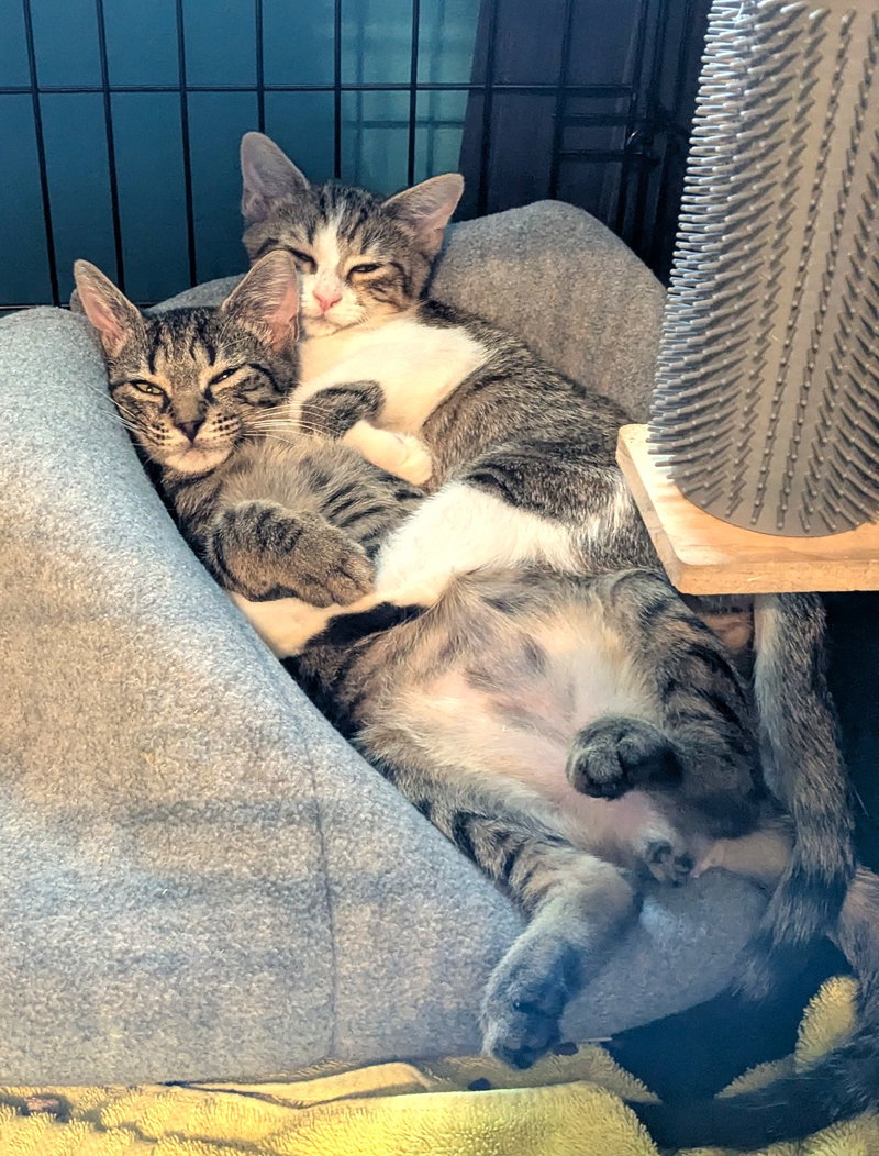 Kitten Sparrow, photo 3