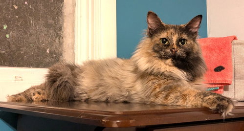 KITTY MOOMIE, a cat for adoption from Critter Companion Rescue