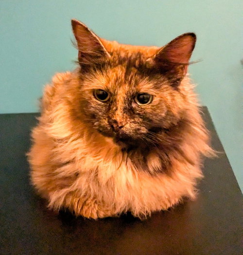 Photo 3 of KITTY MOOMIE
