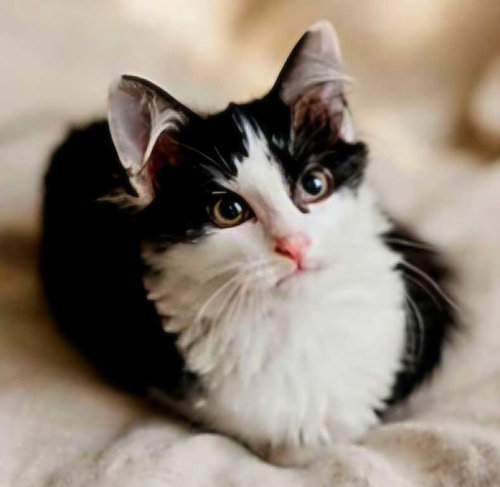 KITTEN POLLY, a cat for adoption from Critter Companion Rescue