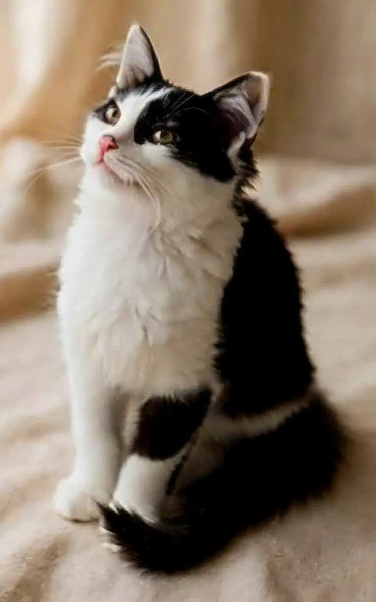 Kitten Polly image 3