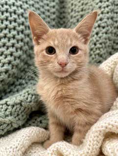 Kitten Dusty - Tabby