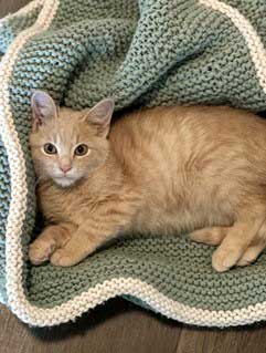 Photo 2 of KITTEN DUSTY