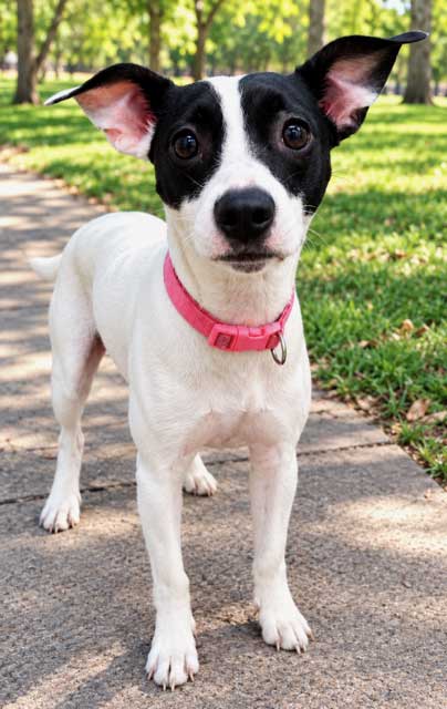 Pixie From Dixie