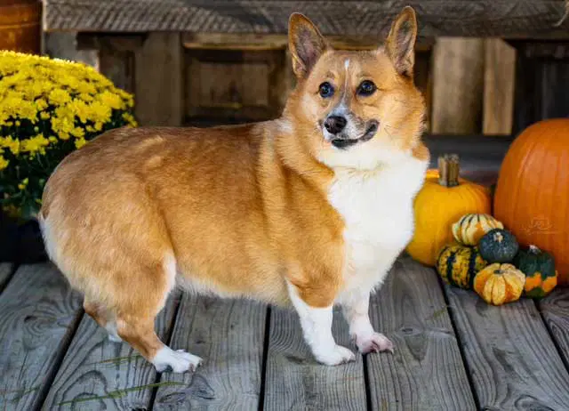 Zoey - Corgi