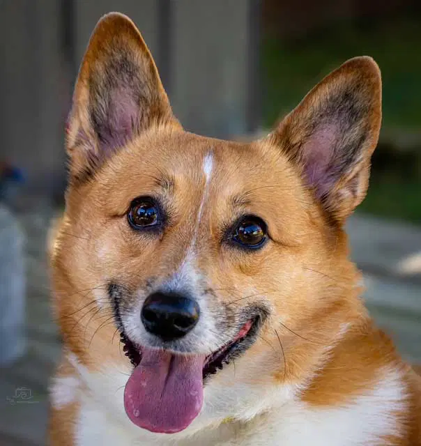 Zoey image 2