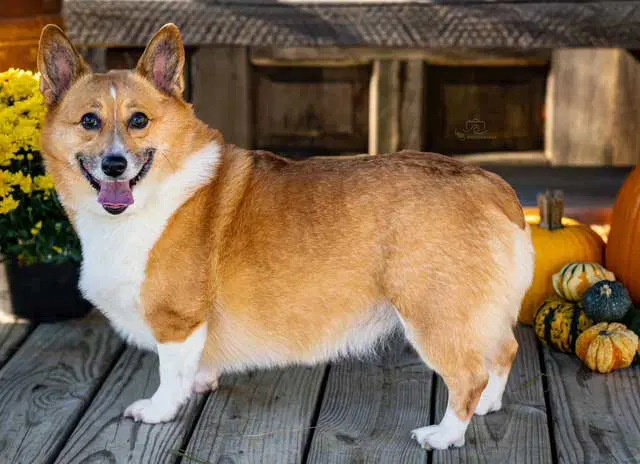 Zoey image 3