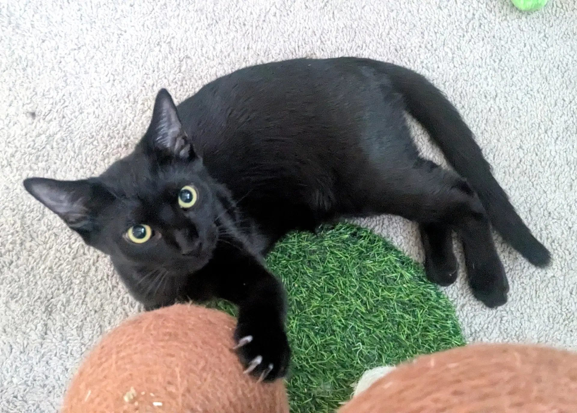 Kitten Spider - Domestic Short Hair