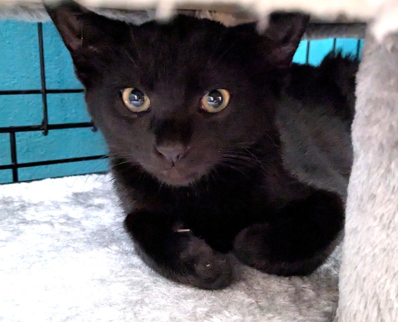 Kitten Spider, photo 2