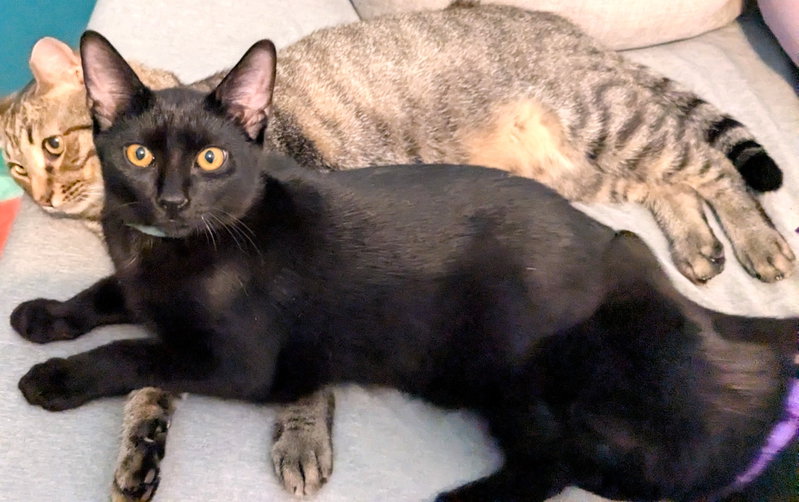 Kitten Helix, photo 2