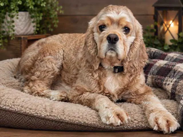 Dr Knox - Cocker Spaniel