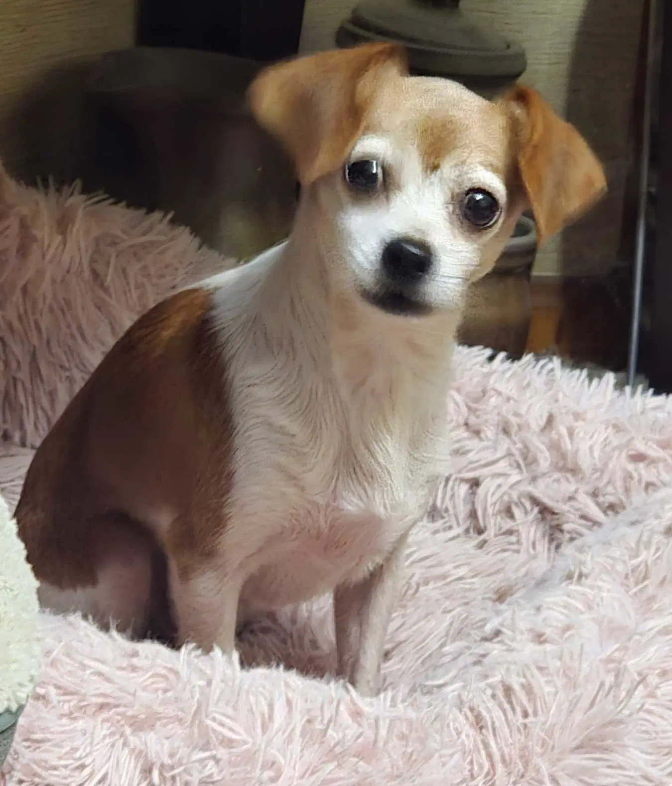 Jupiter - Chihuahua