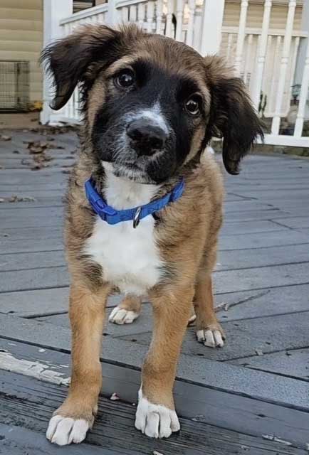 PUPPY WESTON