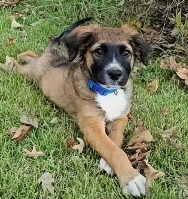 Puppy Weston image 2