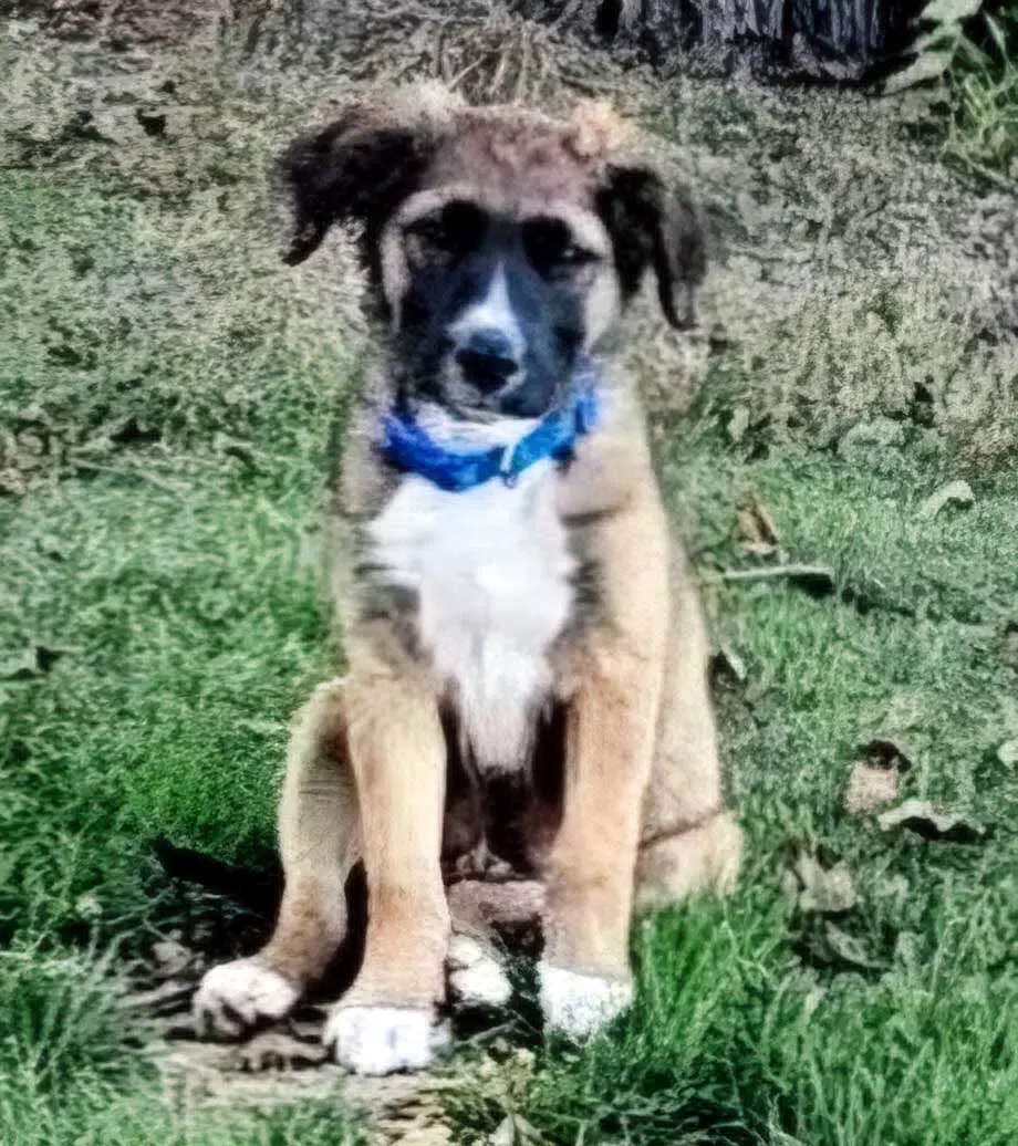 Puppy Weston image 3