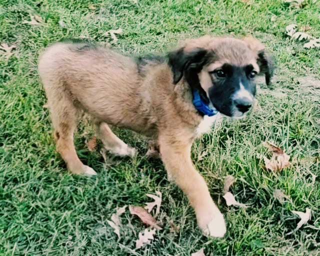 Puppy Weston image 4