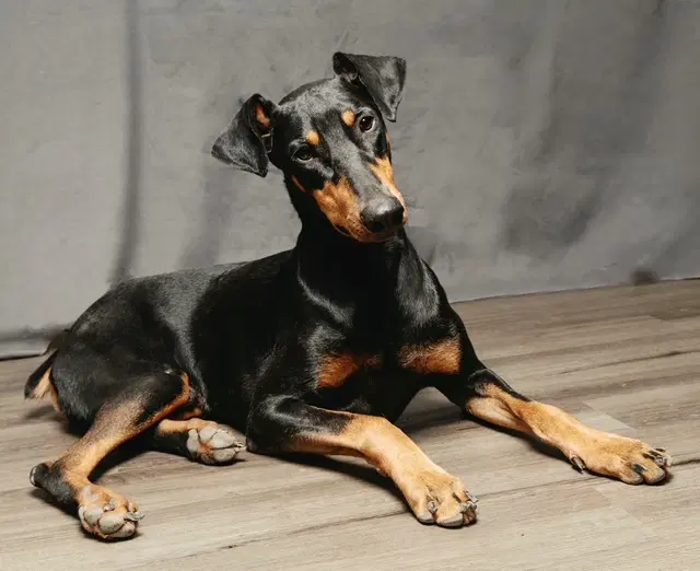 Professor Knox image 3