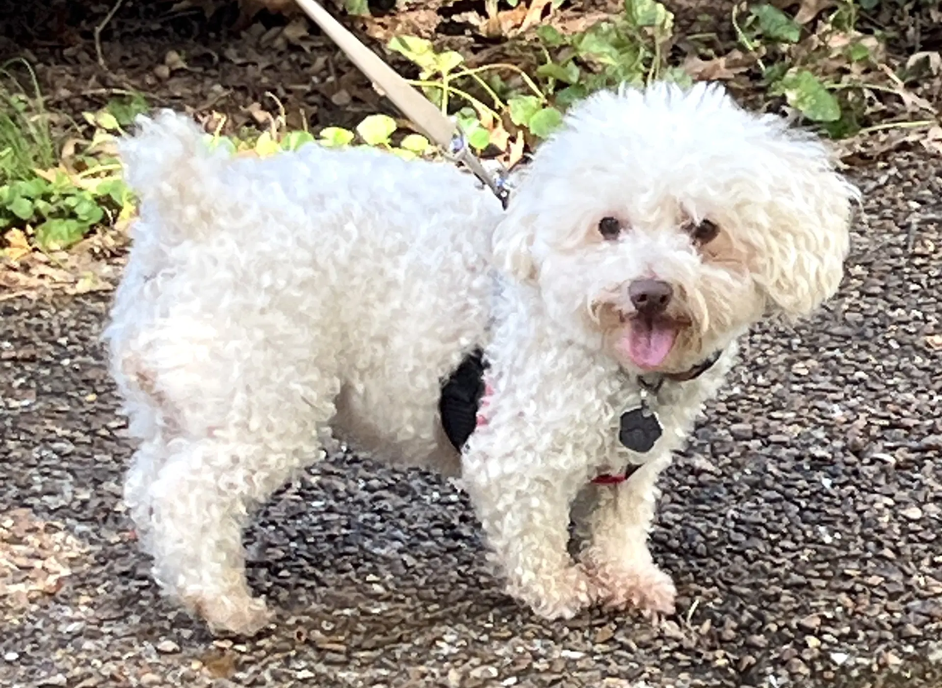 Chanel - Poodle (Toy)