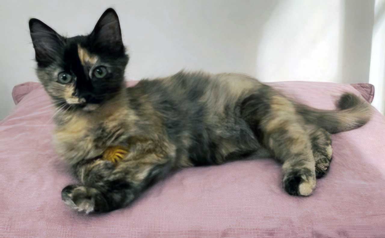 Kitten Amelia