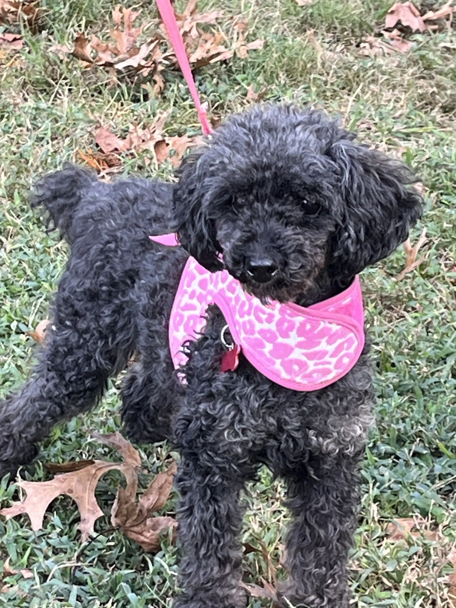Mona - Poodle (Toy)