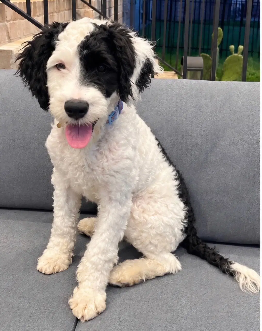 Puppy Finn image 3