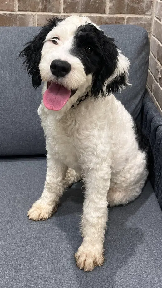 Puppy Finn - Poodle (Standard)