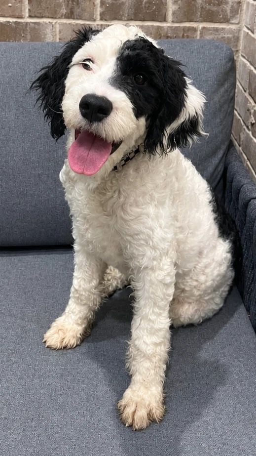 Puppy Finn