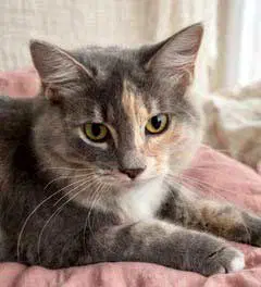 Kitten Pebbles - Tortoiseshell