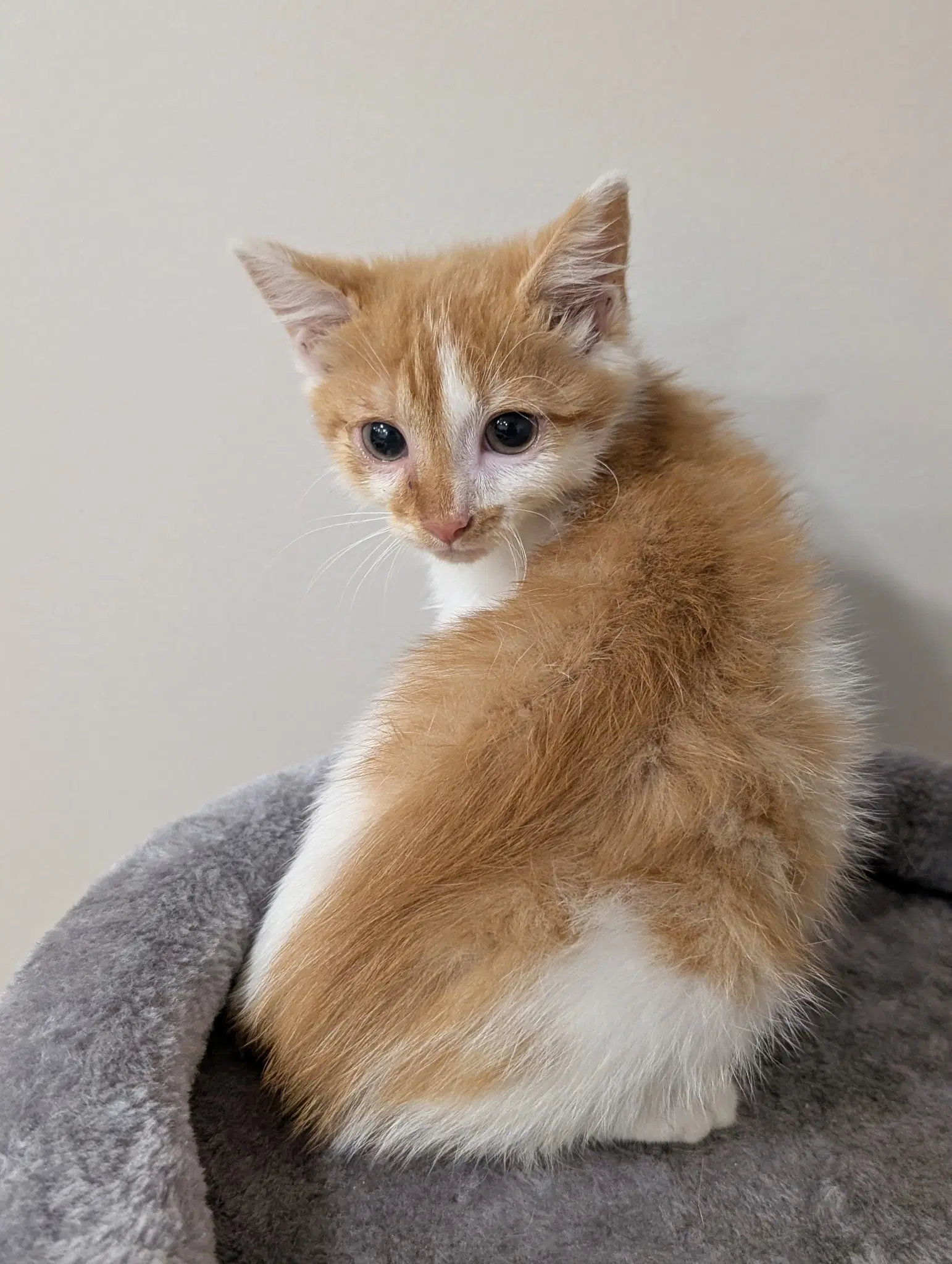 Kitten Shrimp - Tabby