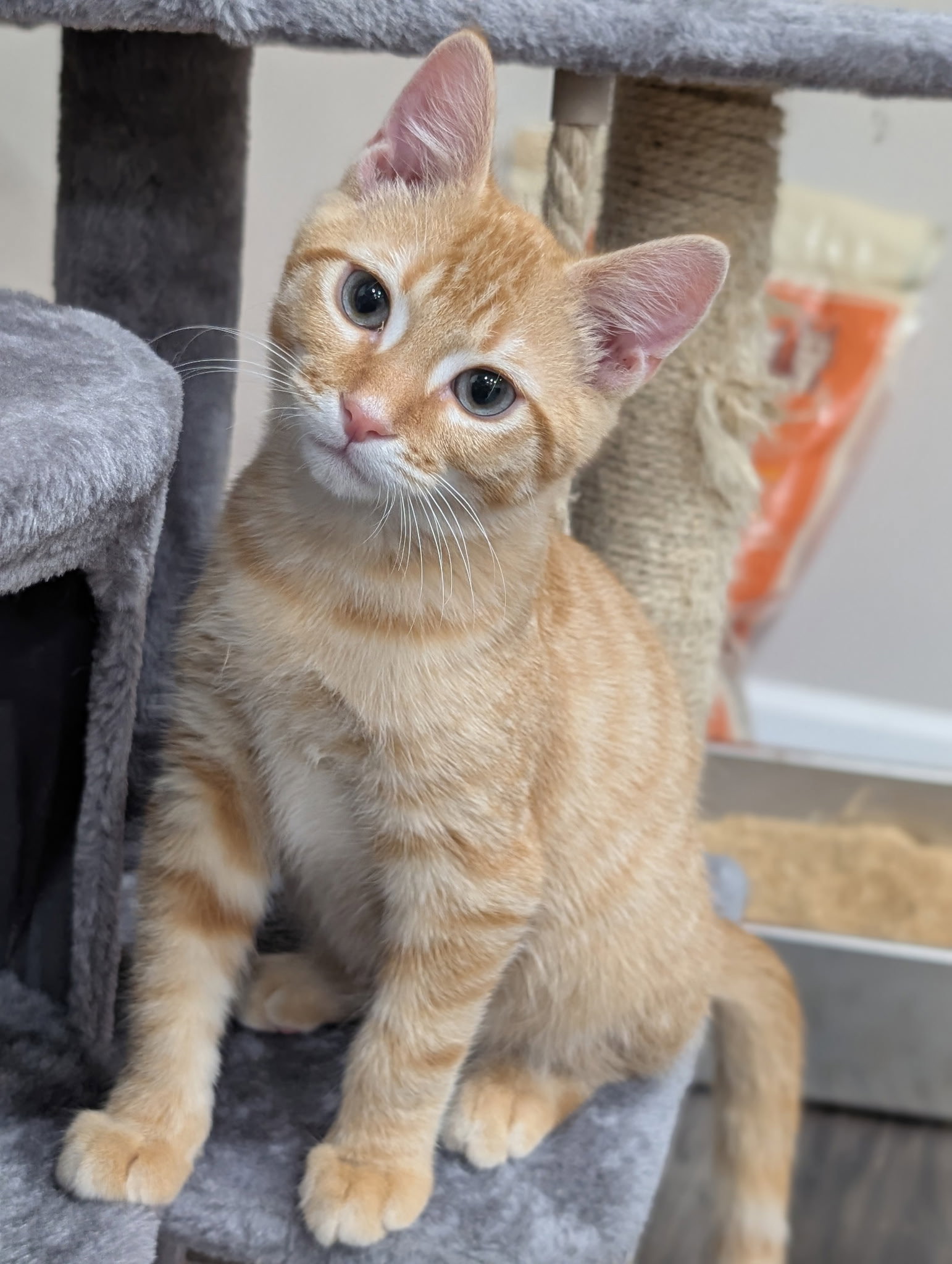 KITTEN SHRIMP, photo 4