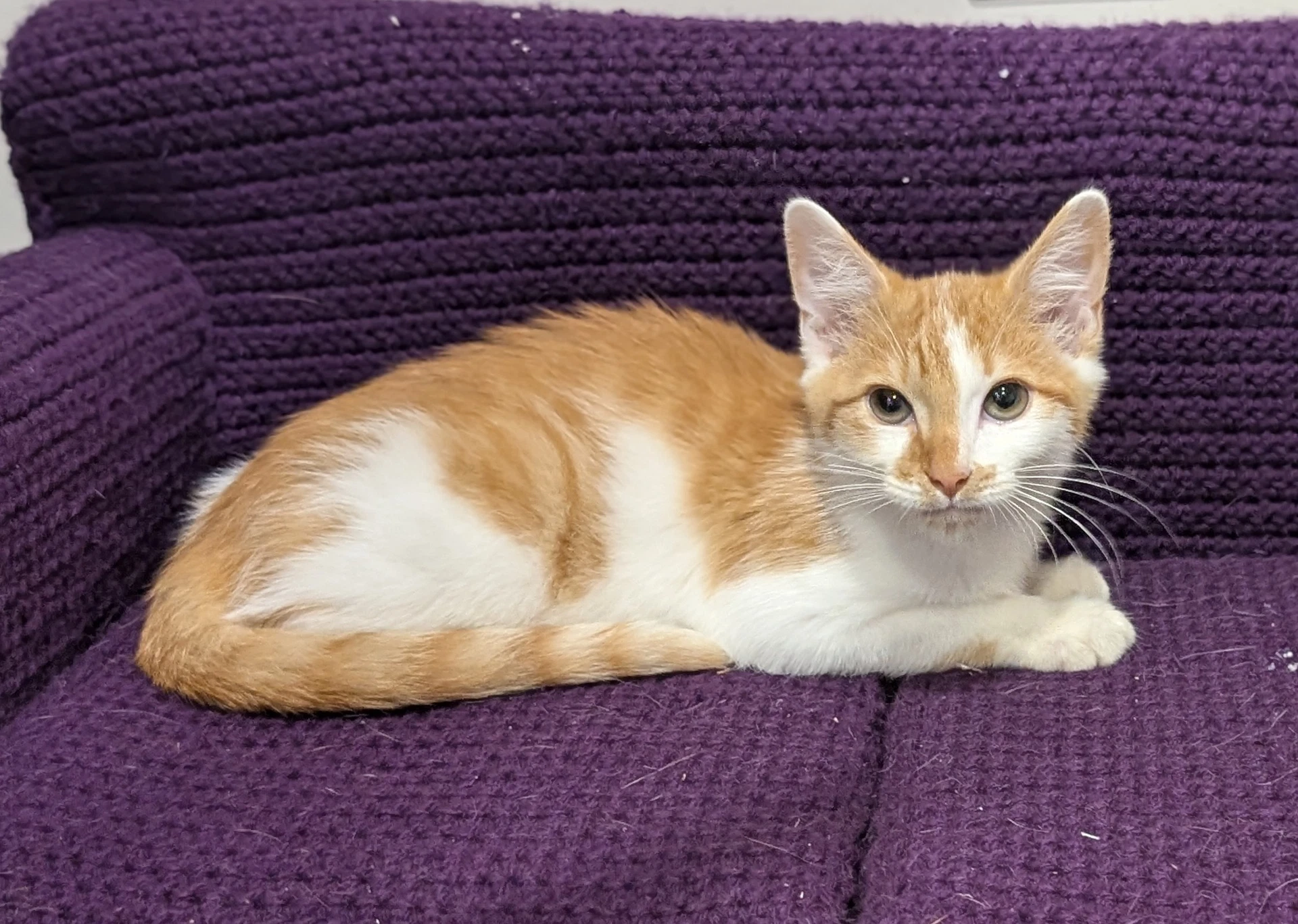 Kitten Chowder