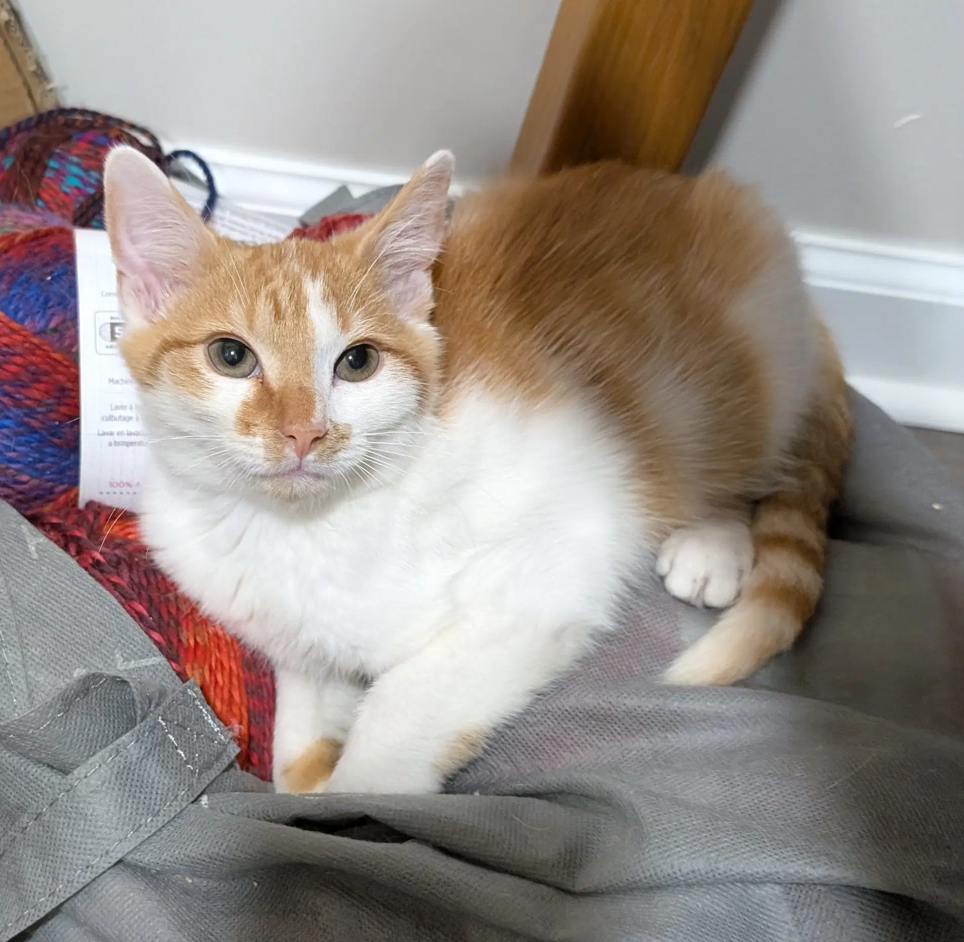 Kitten Chowder image 2