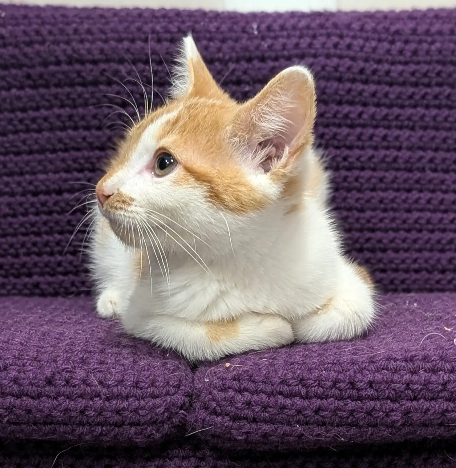Kitten Chowder image 4