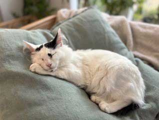 KITTEN SPOT, photo 2