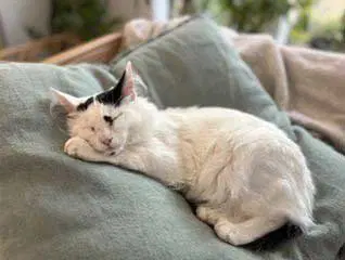 Kitten Spot image 2