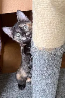 Kitten Nutmeg-Small But Mighty image 2