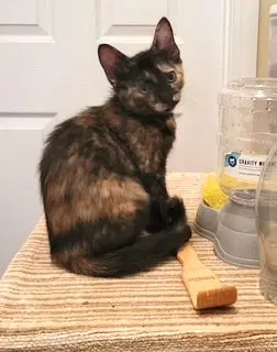 Kitten Nutmeg-Small But Mighty image 3