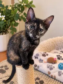 Kitten Nutmeg-Small But Mighty - Tortoiseshell