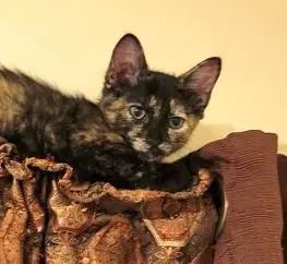 Kitten Nutmeg-Small But Mighty image 4