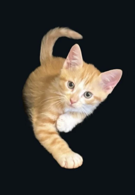 Kitten Oliver-The Gentle Thinker