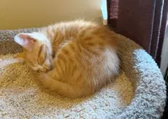 Kitten Oliver-The Gentle Thinker image 2