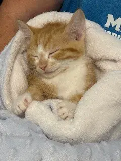 Kitten Oliver-The Gentle Thinker image 3
