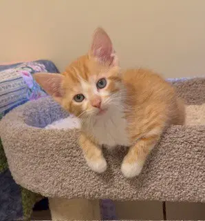 Kitten Oliver-The Gentle Thinker image 4