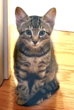 Kitten Buttons-The Brave Little Tiger