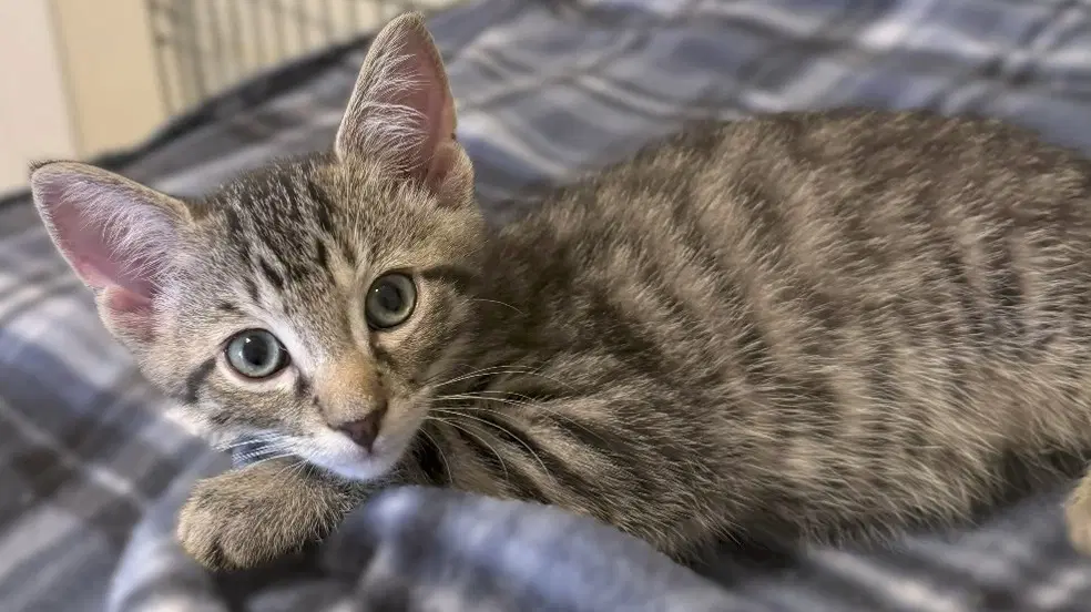 Kitten Buttons-The Brave Little Tiger image 2
